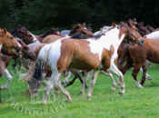 herd_of_horses_running_195.jpg (58013 bytes)