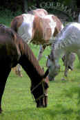 horses_grazing_pasture_168.jpg (65222 bytes)