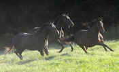 horses_three_running_500.jpg (47886 bytes)