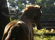 chestnut_horse_look_away_081.jpg (56618 bytes)