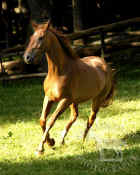 chestnut_horse_running_079.jpg (68513 bytes)