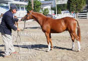 chestnut_horse_show_ring_judging_devon_horse_show_101.jpg (94636 bytes)
