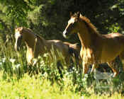 chestnut_horses_standing_015.jpg (70046 bytes)