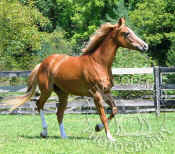 chestnut_horses_white_socks_running_053.jpg (119481 bytes)