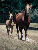 equine_life.jpg (35308 bytes)