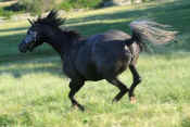 horse_running_530.jpg (49382 bytes)