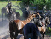 horses_heard_pen_461.jpg (68171 bytes)