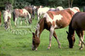 horses_in_a_pasture_145.jpg (65765 bytes)