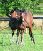mare_and_foal_horses_267.jpg (99296 bytes)